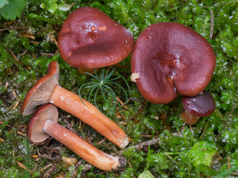 Lactarius badiosanguineus